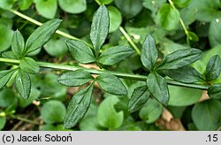 Jasminum nudiflorum