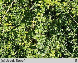 Jasminum nudiflorum (jaśmin nagokwiatowy)