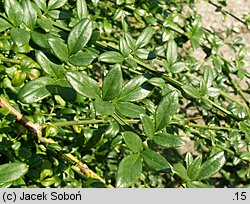 Jasminum nudiflorum (jaśmin nagokwiatowy)