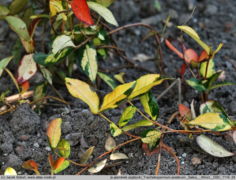 Trachelospermum asiaticum ‘Salsa’ (jaśmin azjatycki 'Salsa')