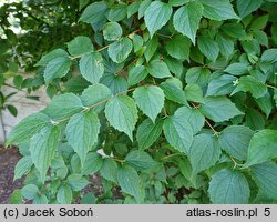Philadelphus purpurascens (jaśminowiec czerwonawy)