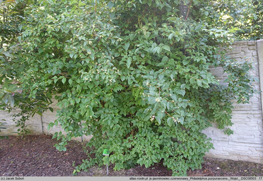Philadelphus purpurascens (jaśminowiec czerwonawy)
