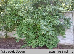 Philadelphus purpurascens (jaśminowiec czerwonawy)