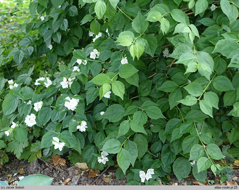 Philadelphus subcanus (jaśminowiec popielaty)