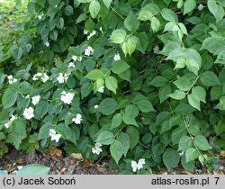 Philadelphus subcanus (jaśminowiec popielaty)