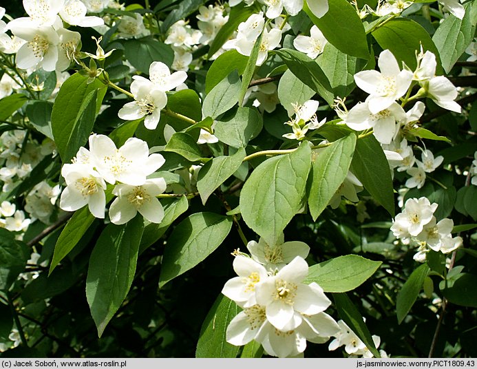 Philadelphus coronarius