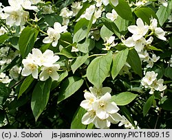 Philadelphus coronarius