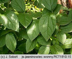 Philadelphus coronarius