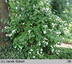 Philadelphus Alabaster