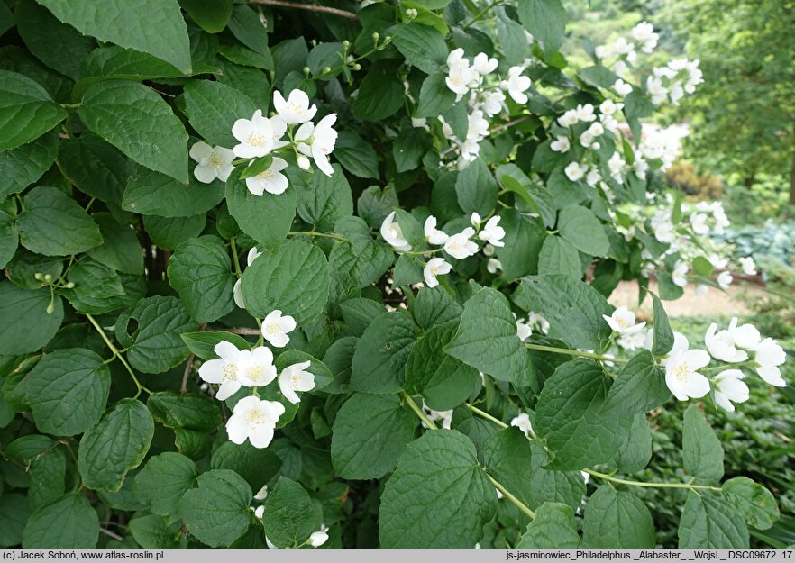 Philadelphus Alabaster