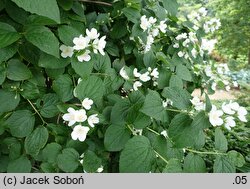 Philadelphus Alabaster