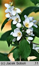 Philadelphus Albatre