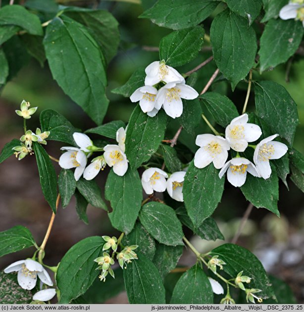 Philadelphus Albatre