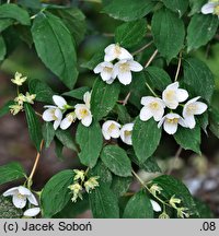 Philadelphus Albatre