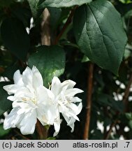 Philadelphus Apollo
