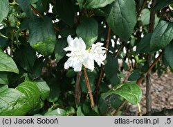 Philadelphus Apollo