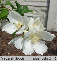 Philadelphus Apollo