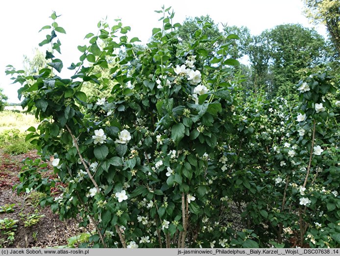 Philadelphus Biały Karzeł