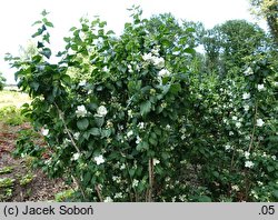 Philadelphus Biały Karzeł