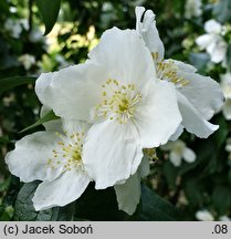 Philadelphus Biały Karzeł