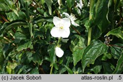 Philadelphus Biały Sopel