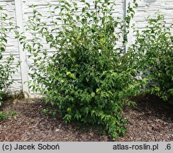 Philadelphus Biały Sopel