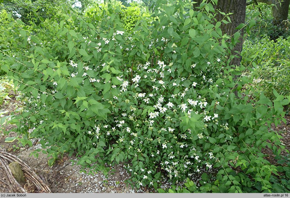 Philadelphus Dame Blanche