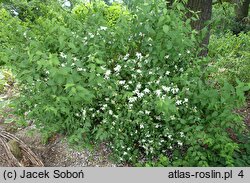 Philadelphus Dame Blanche