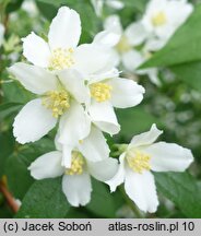 Philadelphus Dame Blanche