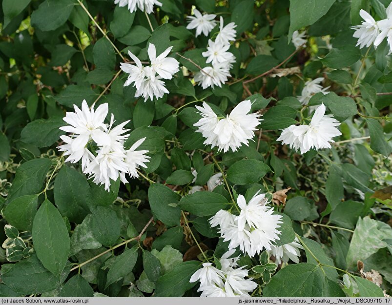 Philadelphus Rusałka