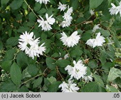 Philadelphus Rusałka