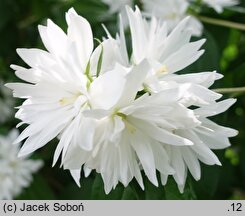 Philadelphus Rusałka