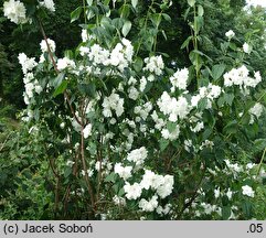 Philadelphus Schneesturm