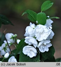 Philadelphus Schneesturm