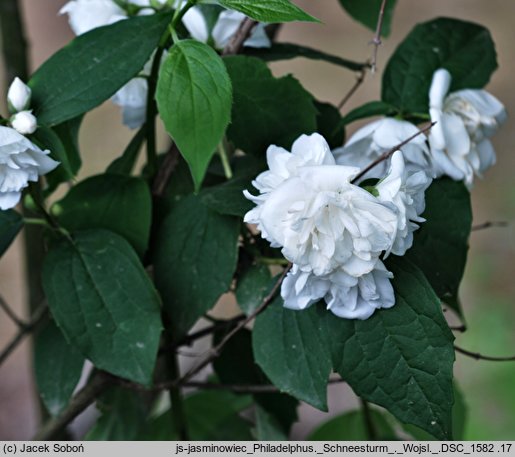 Philadelphus Schneesturm