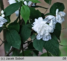 Philadelphus Schneesturm