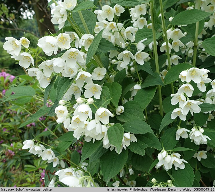 Philadelphus Wozdusznyj Desant