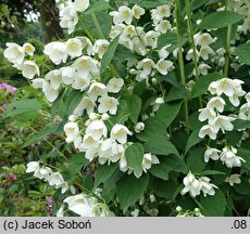 Philadelphus Wozdusznyj Desant