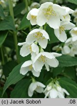 Philadelphus Wozdusznyj Desant