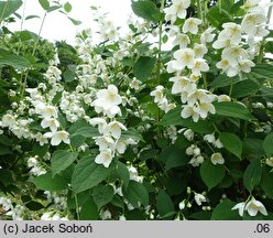 Philadelphus Wozdusznyj Desant