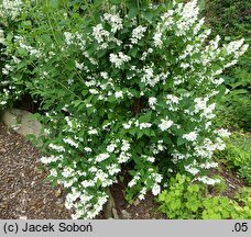 Philadelphus Wozdusznyj Desant