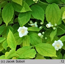 Philadelphus caucasicus (jaśminowiec kaukaski)