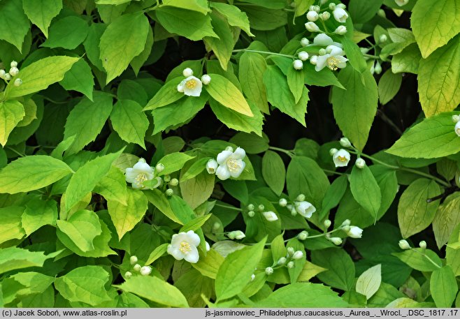 Philadelphus caucasicus (jaśminowiec kaukaski)