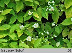 Philadelphus caucasicus (jaśminowiec kaukaski)