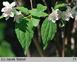 Philadelphus schrenkii (jaśminowiec Schrenka)