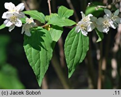 Philadelphus schrenkii (jaśminowiec Schrenka)