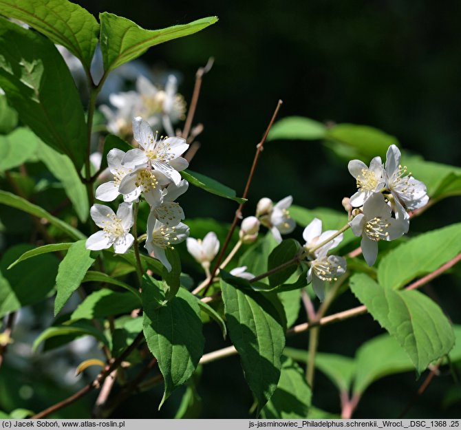 Philadelphus schrenkii (jaśminowiec Schrenka)