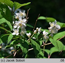 Philadelphus schrenkii (jaśminowiec Schrenka)