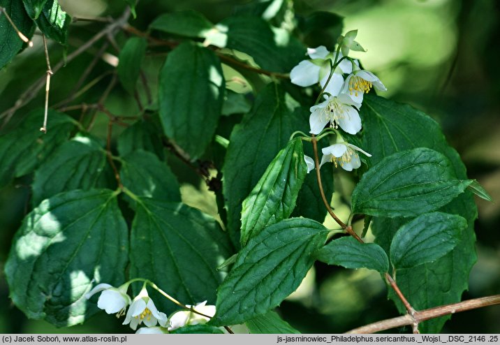 Philadelphus sericanthus (jaśminiowiec chiński)