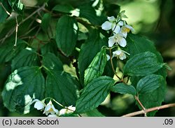 Philadelphus sericanthus (jaśminiowiec chiński)